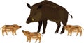 Mom and baby. European wild boar Sus scrofa with piglets